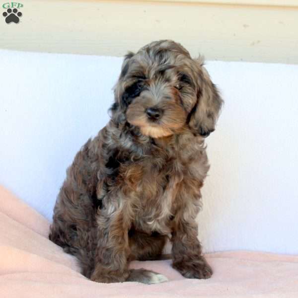 Macy, Cockapoo Puppy