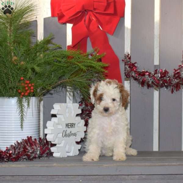 Macy, Miniature Poodle Puppy