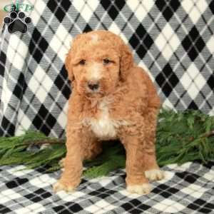 Macy, Goldendoodle Puppy