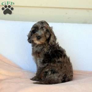 Macy, Cockapoo Puppy