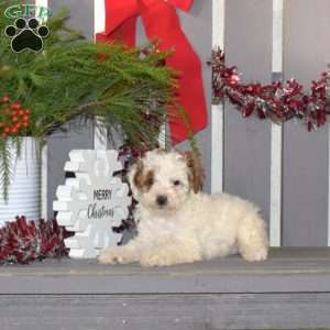 Macy, Miniature Poodle Puppy