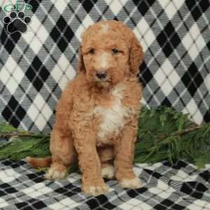 Macy, Goldendoodle Puppy