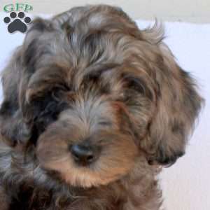 Macy, Cockapoo Puppy