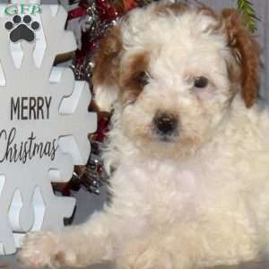 Macy, Miniature Poodle Puppy