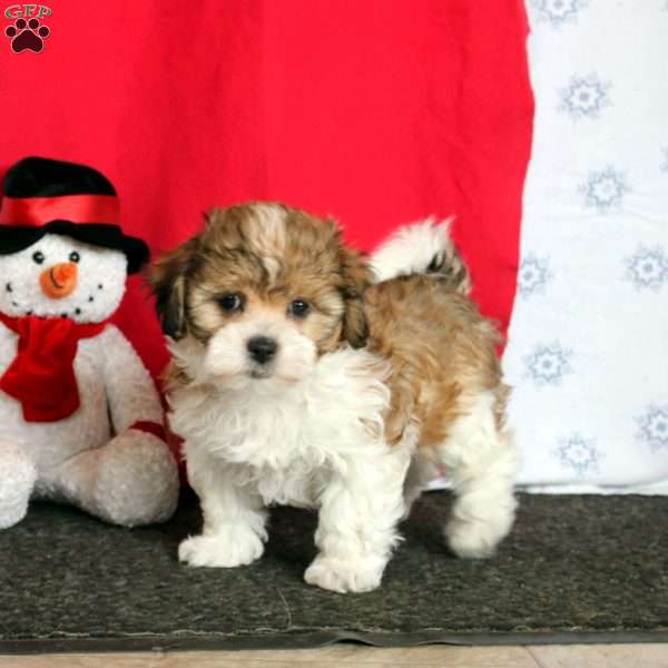 Macy, Teddy Bear Puppy