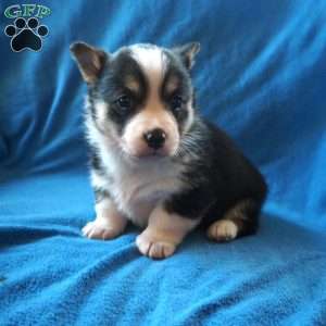 Macy, Welsh Corgi Mix Puppy