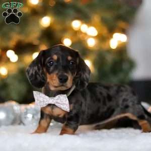 Macy, Dachshund Puppy