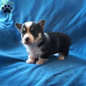 Macy, Pembroke Welsh Corgi Puppy
