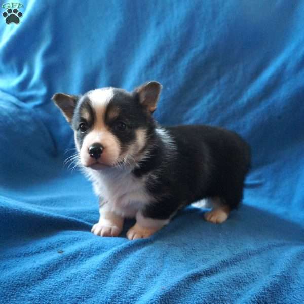 Macy, Welsh Corgi Mix Puppy