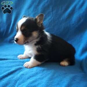 Macy, Welsh Corgi Mix Puppy