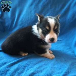 Macy, Welsh Corgi Mix Puppy