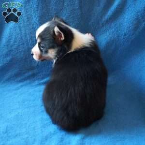 Macy, Welsh Corgi Mix Puppy