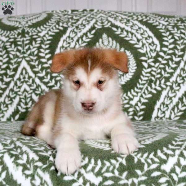 Maddox, Alaskan Malamute Puppy