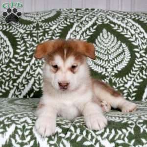 Maddox, Alaskan Malamute Puppy