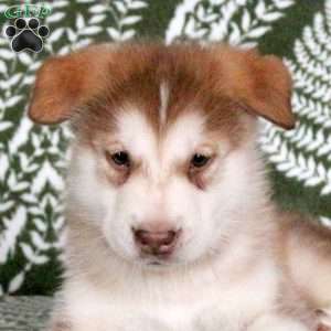 Maddox, Alaskan Malamute Puppy