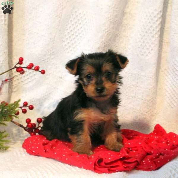 Maddy, Yorkie Puppy