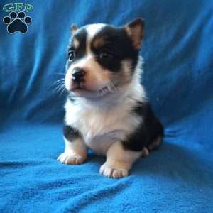 Maggie, Welsh Corgi Mix Puppy