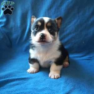 Maggie, Pembroke Welsh Corgi Puppy
