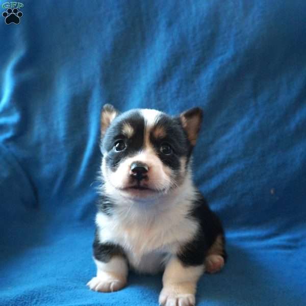 Maggie, Welsh Corgi Mix Puppy