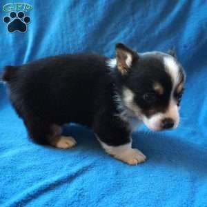 Maggie, Welsh Corgi Mix Puppy