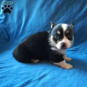 Maggie, Welsh Corgi Mix Puppy
