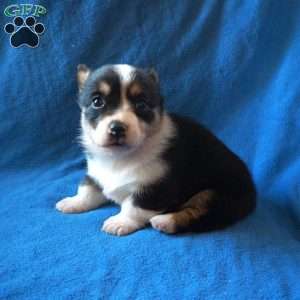 Maggie, Welsh Corgi Mix Puppy