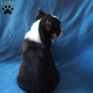 Maggie, Welsh Corgi Mix Puppy