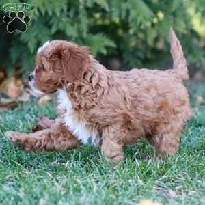 Maisie, Cavapoo Puppy