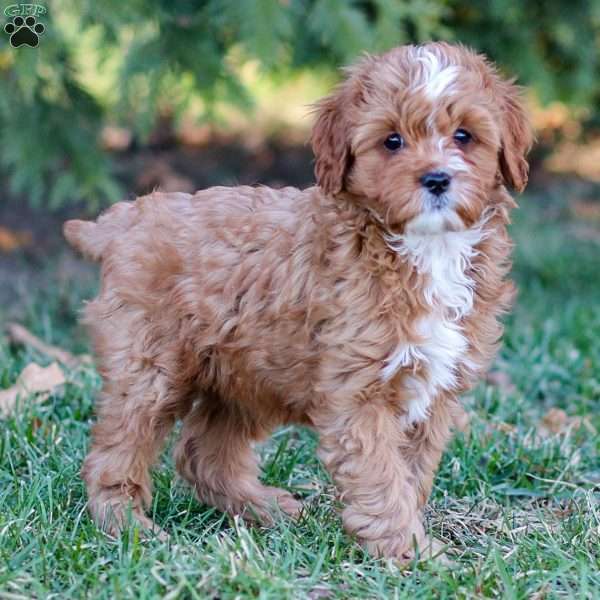 Maisie, Cavapoo Puppy