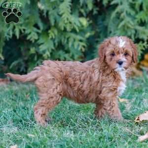 Maisie, Cavapoo Puppy