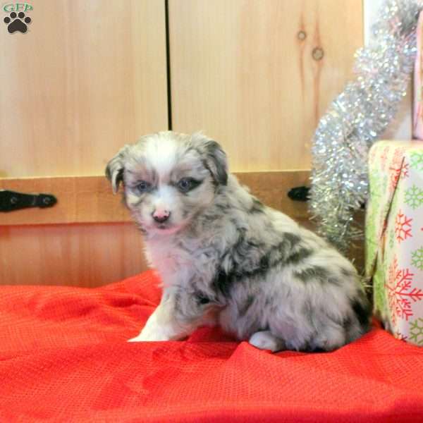 Maisie, Miniature Australian Shepherd Puppy