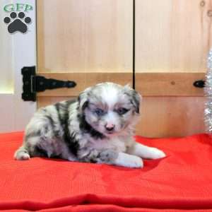 Maisie, Miniature Australian Shepherd Puppy
