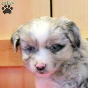 Maisie, Miniature Australian Shepherd Puppy