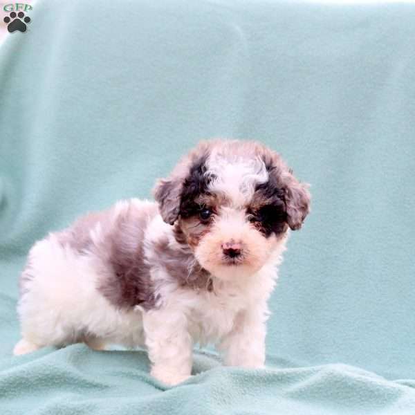 Major, Toy Poodle Mix Puppy