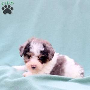 Major, Toy Poodle Mix Puppy