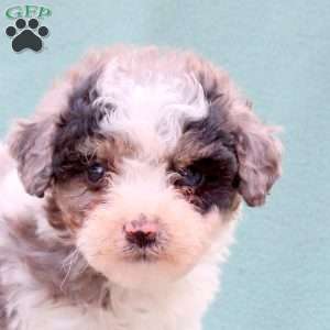 Major, Toy Poodle Mix Puppy