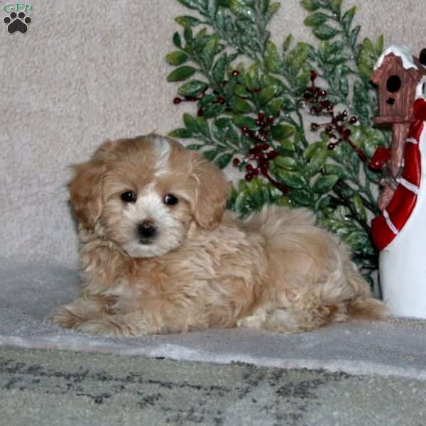 Major, Maltipoo Puppy