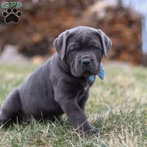 Malcolm, Cane Corso Puppy