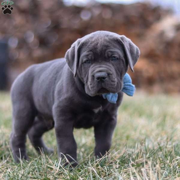 Malcolm, Cane Corso Puppy