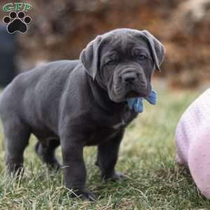 Malcolm, Cane Corso Puppy