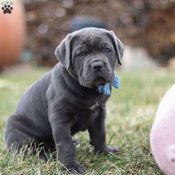 Malcolm, Cane Corso Puppy