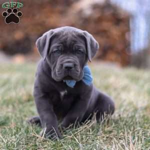Malcolm, Cane Corso Puppy