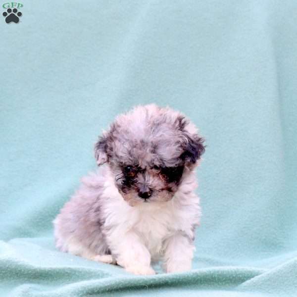 Mandy, Toy Poodle Mix Puppy