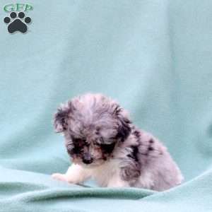 Mandy, Toy Poodle Mix Puppy