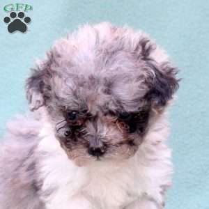 Mandy, Toy Poodle Mix Puppy