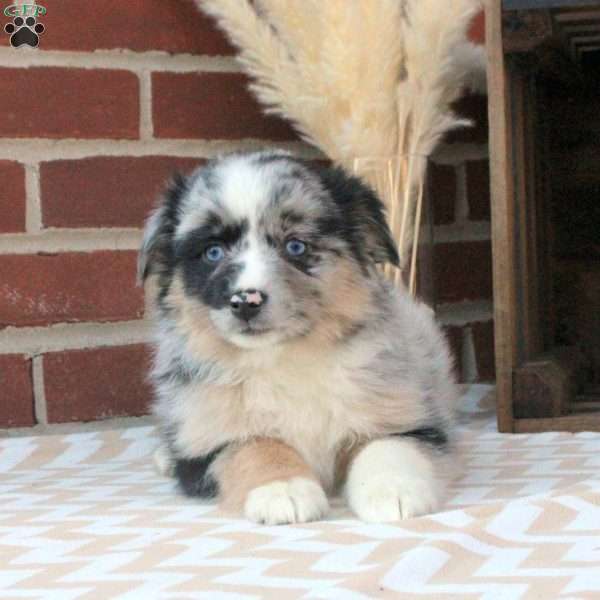 Maple, Miniature Australian Shepherd Puppy