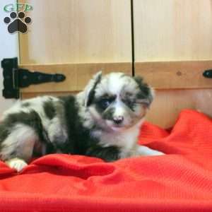 Maple, Miniature Australian Shepherd Puppy
