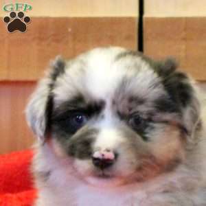 Maple, Miniature Australian Shepherd Puppy