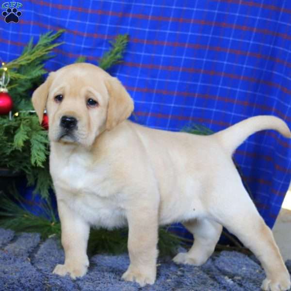 Marcus, Yellow Labrador Retriever Puppy