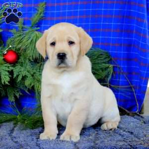 Marcus, Yellow Labrador Retriever Puppy